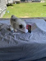 Unnamed , a male Pomeranian for sale in Willis, TX – 3 of 6