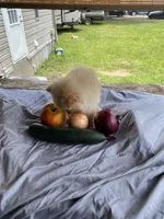 Unnamed , a male Pomeranian for sale in Willis, TX – 3 of 6