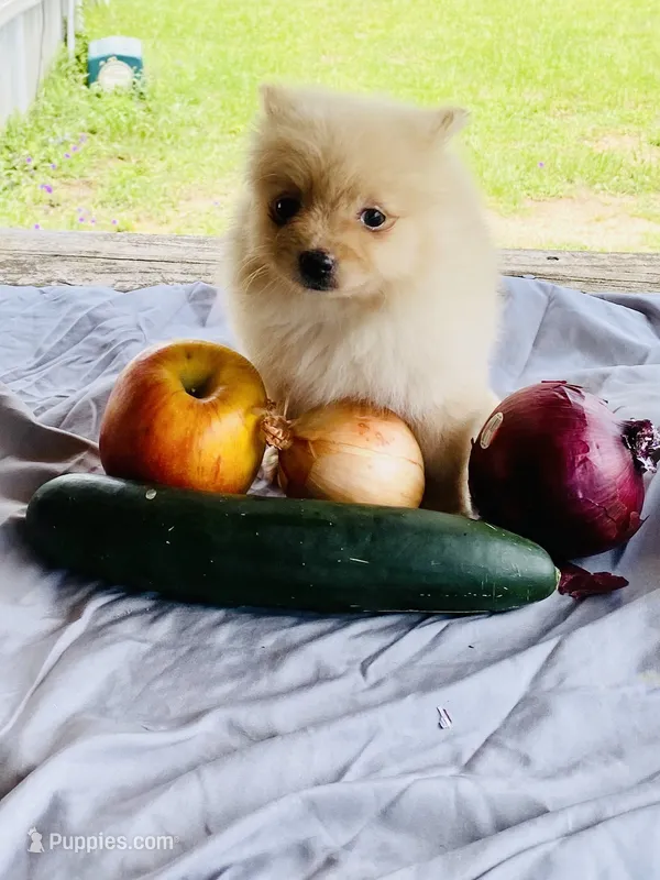 Unnamed  – Pomeranian puppy for sale in Willis, TX