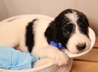 Blue Collar, a male Goldendoodle for sale in Miami, FL – 8 of 10
