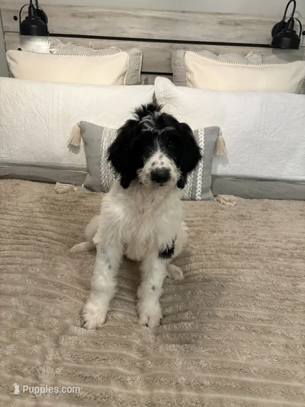Blue Collar – Goldendoodle puppy for sale in Miami, FL