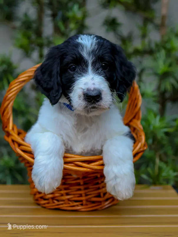Blue collar – Goldendoodle puppy for sale in Miami, FL