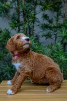 Pink Collar, a female Goldendoodle for sale in Miami, FL – 2 of 2