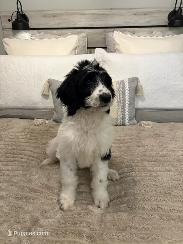 Blue Collar – Goldendoodle puppy for sale in Miami, FL