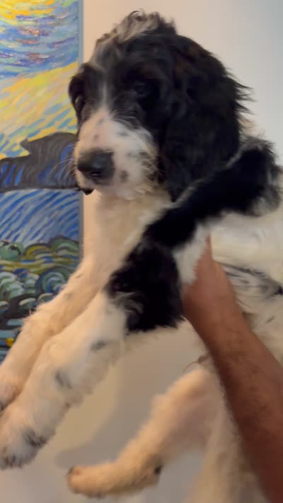 Blue Collar, a male Goldendoodle for sale in Miami, FL – 4 of 10