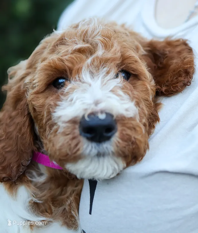 Pink Collar – Goldendoodle puppy for sale in Miami, FL