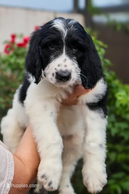 Blue collar – Goldendoodle puppy for sale in Miami, FL