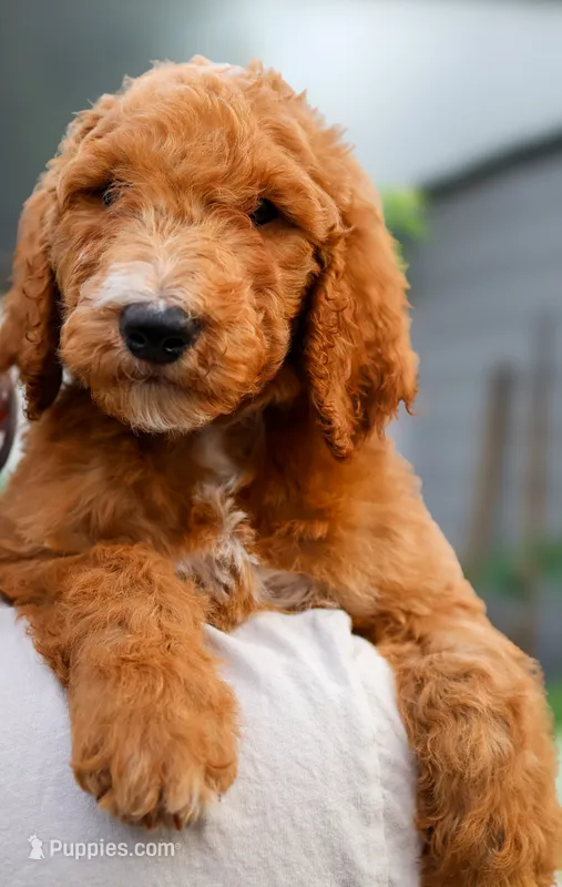 Green Collar – Goldendoodle puppy for sale in Miami, FL