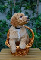 Black collar, a female Goldendoodle for sale in Miami, FL – 3 of 3