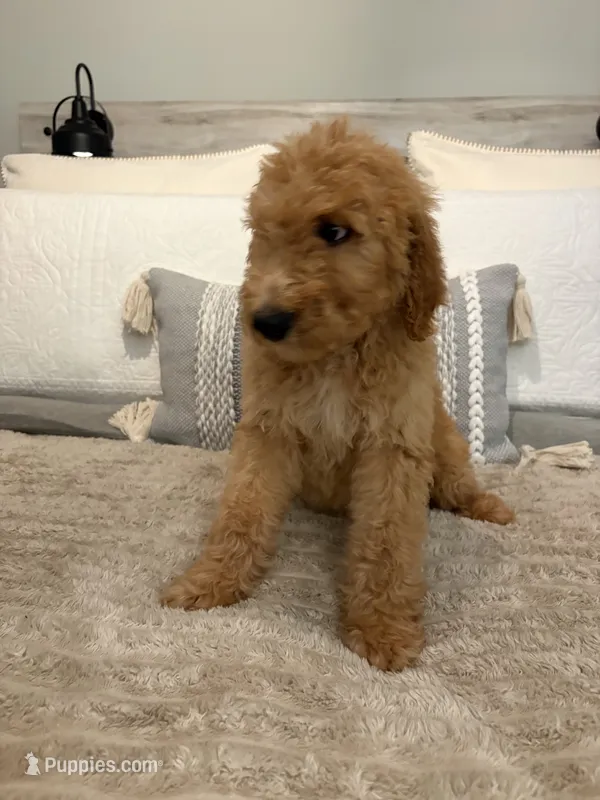 Black collar – Goldendoodle puppy for sale in Miami, FL