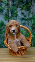 Green Collar, a female Goldendoodle for sale in Miami, FL – 3 of 3