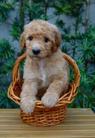 Black collar, a female Goldendoodle for sale in Miami, FL – 2 of 3