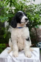 Blue Collar, a male Goldendoodle for sale in Miami, FL – 3 of 10