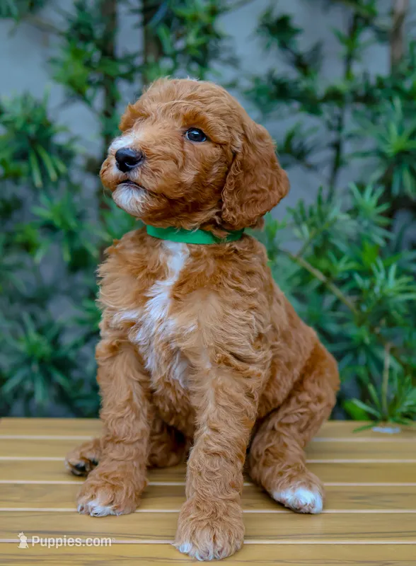 Green Collar – Goldendoodle puppy for sale in Miami, FL