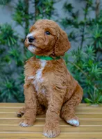 Green Collar, a female Goldendoodle for sale in Miami, FL – 1 of 3