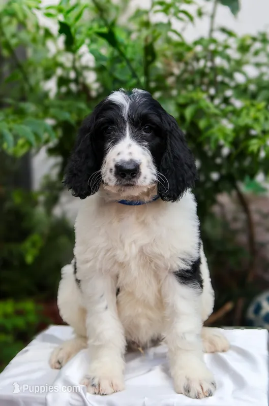Blue collar – Goldendoodle puppy for sale in Miami, FL