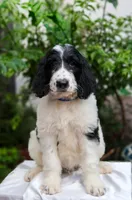 Blue Collar, a male Goldendoodle for sale in Miami, FL – 2 of 10