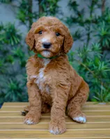 Green Collar, a female Goldendoodle for sale in Miami, FL – 2 of 3