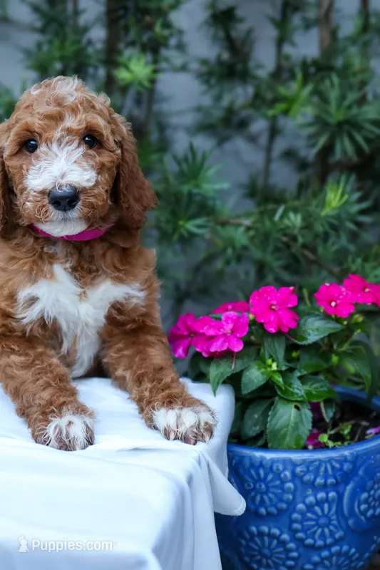 Pink Collar – Goldendoodle puppy for sale in Miami, FL