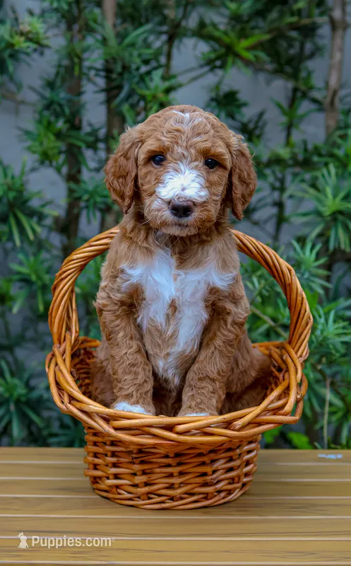 Pink Collar – Goldendoodle puppy for sale in Miami, FL