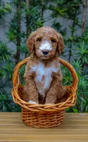 Pink Collar, a female Goldendoodle for sale in Miami, FL – 1 of 2