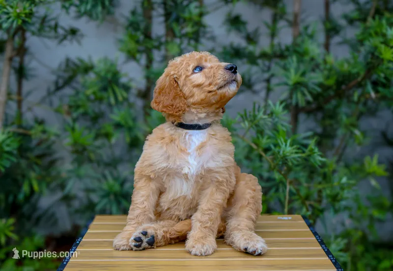 Black collar – Goldendoodle puppy for sale in Miami, FL
