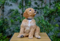Black collar, a female Goldendoodle for sale in Miami, FL – 1 of 3