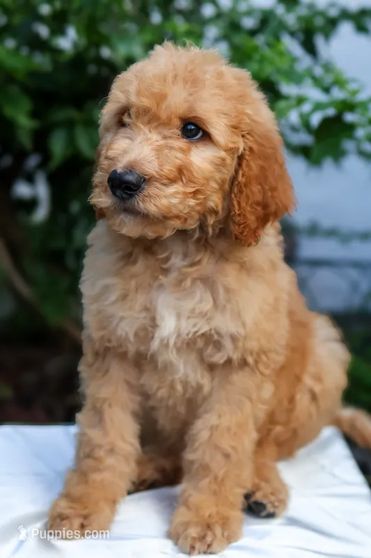 Black collar – Goldendoodle puppy for sale in Miami, FL