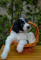 Blue collar, a female Goldendoodle for sale in Miami, FL – 2 of 3