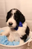 Blue Collar, a male Goldendoodle for sale in Miami, FL – 9 of 10