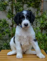 Blue Collar, a male Goldendoodle for sale in Miami, FL – 5 of 10