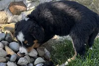 Jen, a female Bernedoodle for sale in Shipshewana, IN – 3 of 5