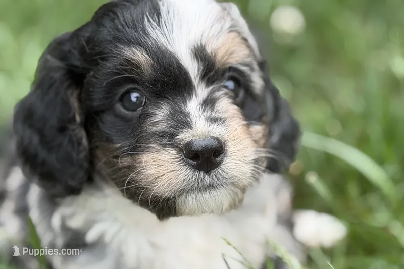 Orville – Bernedoodle puppy for sale in Shipshewana, IN