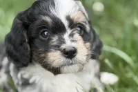 Orville, a male Bernedoodle for sale in Shipshewana, IN – 1 of 7