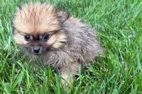 Urie, a male Pomeranian for sale in Shipshewana, IN – 5 of 7