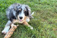 Yeller, a male Miniature Bernedoodle for sale in Shipshewana, IN – 4 of 10