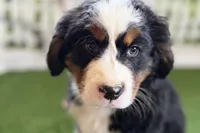 Jade, a female Bernese Mountain Dog for sale in Shipshewana, IN – Photo 7 of 10