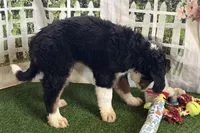 Jade, a female Bernese Mountain Dog for sale in Shipshewana, IN – Photo 4 of 10