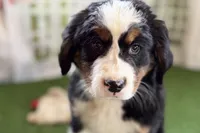 Jade, a female Bernese Mountain Dog for sale in Shipshewana, IN – Photo 6 of 10