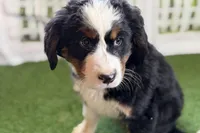 Jade, a female Bernese Mountain Dog for sale in Shipshewana, IN – Photo 9 of 10