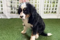 Jade, a female Bernese Mountain Dog for sale in Shipshewana, IN – Photo 10 of 10