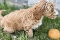 Olin, a male Goldendoodle for sale in Shipshewana, IN – 2 of 7