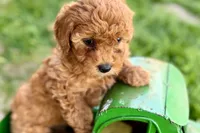 Wiggles, a female Miniature Goldendoodle for sale in Shipshewana, IN – 5 of 10
