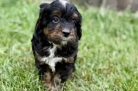 Orbit, a male Bernedoodle for sale in Shipshewana, IN – 5 of 9
