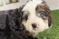 Naya, a female Bernese Mountain Dog and Miniature Bernedoodle for sale in Shipshewana, IN – Photo 5 of 10
