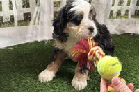 Naya, a female Bernese Mountain Dog and Miniature Bernedoodle for sale in Shipshewana, IN – Photo 3 of 10