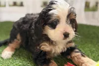Naya, a female Bernese Mountain Dog and Miniature Bernedoodle for sale in Shipshewana, IN – Photo 6 of 10