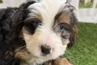 Naya, a female Bernese Mountain Dog and Miniature Bernedoodle for sale in Shipshewana, IN – Photo 4 of 10