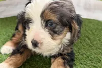 Naya, a female Bernese Mountain Dog and Miniature Bernedoodle for sale in Shipshewana, IN – Photo 9 of 10