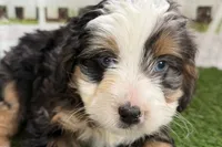 Naya, a female Bernese Mountain Dog and Miniature Bernedoodle for sale in Shipshewana, IN – Photo 1 of 10